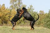 DOBERMANN 400